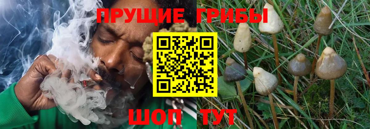 Псилоцибиновые грибы прущие грибы Ленинск-Кузнецкий